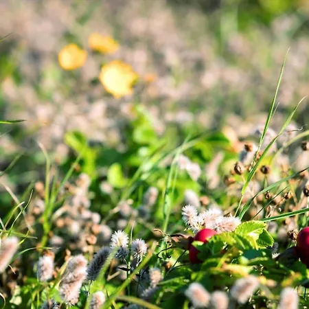 8242-knebel-uraniavej-5 * Knebel